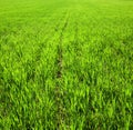 field with wheat rows in spring, sunlit leaves