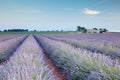 Rows of french lavender