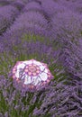 Rows of French Lavender with multi-colored parasol in foreground Royalty Free Stock Photo