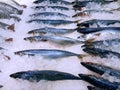Rows of Fresh Blue Saba Mackerel Fish in Pile of Ice