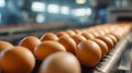 Rows of fresh brown eggs arranged neatly on a conveyor belt inside a modern poultry processing facility under bright industrial Royalty Free Stock Photo