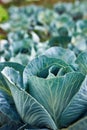 Fresh cabbage plants on the field, autumn harvest, cabbage are growing in garden, organic vegetable background Royalty Free Stock Photo