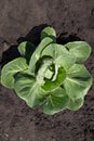 Rows of fresh cabbage plants in garden Royalty Free Stock Photo