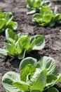 Rows of fresh cabbage plants in garden Royalty Free Stock Photo