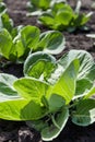 Rows of fresh cabbage plants in garden