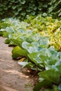 Rows of fresh cabbage plants in the garden Royalty Free Stock Photo