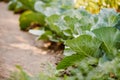 Rows of fresh cabbage plants in the garden Royalty Free Stock Photo