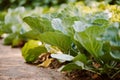 Rows of fresh cabbage plants in the garden Royalty Free Stock Photo