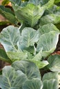 Rows of fresh cabbage plants in the garden Royalty Free Stock Photo