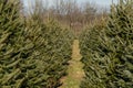 Rows of Fresh Christmas Trees for Sale at Tree Farm Royalty Free Stock Photo