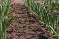 Rows of fresh common bulb onion growing