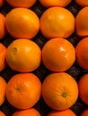 Rows of fresh Florida oranges on a black background Royalty Free Stock Photo