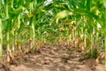 Rows of fresh green corn field Royalty Free Stock Photo