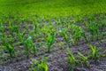 Rows of fresh green corn sprouts in spring on the field. Growing young green corn seedling sprouts in cultivated Royalty Free Stock Photo