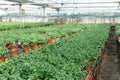 Rows of fresh herbs melissa and mint Royalty Free Stock Photo