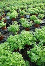 Rows of fresh herbs melissa and mint Royalty Free Stock Photo