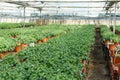 Rows of fresh herbs melissa and mint Royalty Free Stock Photo