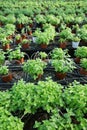 Rows of fresh herbs melissa and mint Royalty Free Stock Photo