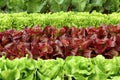 Rows of fresh lettuce on a field