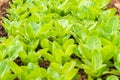 Rows of fresh lettuce plants on a fertile field Royalty Free Stock Photo