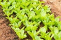 Rows of fresh lettuce plants on a fertile field Royalty Free Stock Photo