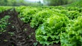 Rows of fresh lettuce plants on a fertile field, AI Generative