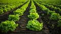 Rows of fresh lettuce plants on a fertile field, AI Generative