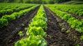 Rows of fresh lettuce plants on a fertile field, AI Generative Royalty Free Stock Photo