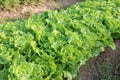 Rows of fresh lettuce plants on a fertile field Royalty Free Stock Photo