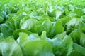 Rows of fresh lettuce plants on a fertile field Royalty Free Stock Photo