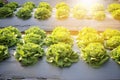 Rows of fresh lettuce plants on a fertile field Royalty Free Stock Photo