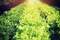 Rows of fresh lettuce plants on a fertile field Royalty Free Stock Photo