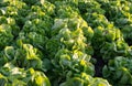 Rows of fresh lettuce plants on a fertile field, ready to be harvested Royalty Free Stock Photo