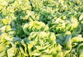 Rows of fresh lettuce plants on a fertile field, ready to be harvested Royalty Free Stock Photo