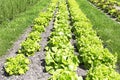 Rows of fresh lettuce plants Royalty Free Stock Photo