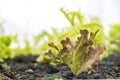 fresh organic red oak lettuce salad plant in Growing Organic vegetable farms.-selective focus Royalty Free Stock Photo