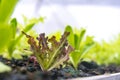 Rows of organic red oak lettuce salad plant in Growing Organic vegetable farms.-selective focus Royalty Free Stock Photo