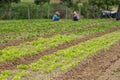 Rows of fresh organic vegetables growing at the farm Royalty Free Stock Photo