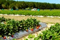 Rows of fresh strawberries in strawberry farm Royalty Free Stock Photo