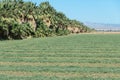 Freshly cut hay rows and Palm Trees