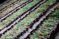 Rows of Freshly Harvested Red Onions Laying out too dry in the Barn