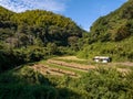 Rows of freshly harvested rice dry in sun on small farm in hills