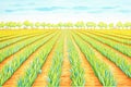 rows of freshly irrigated corn plants Royalty Free Stock Photo