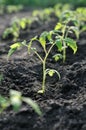 Rows of the freshly planted tomato seedlings Royalty Free Stock Photo