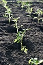 Rows of the freshly planted tomato seedlings Royalty Free Stock Photo