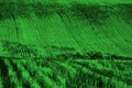 Rows and Furrows on Ploughed Field for Farming Agricultural Prod