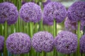 Rows of globe shaped move ornamental onion flowers Royalty Free Stock Photo