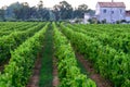 Rows with grape plants on vineyards in Campania, South of Italy