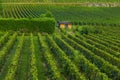 Rows of grape vine on vineyards of Saint Emilion, Bordeaux. Wineyards in France. Wine industry. Agriculture and farming Royalty Free Stock Photo