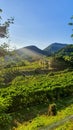 Vineyard with green grape vines at Italian wine producer in the hills of Colli Euganei with mountains in the background Royalty Free Stock Photo